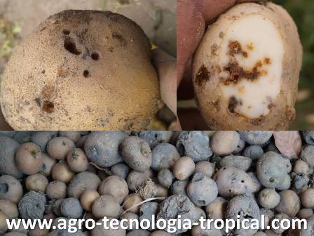 La palomilla afecta a los tuberculos 